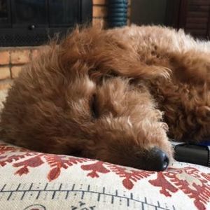 Meet your Posher, Colin